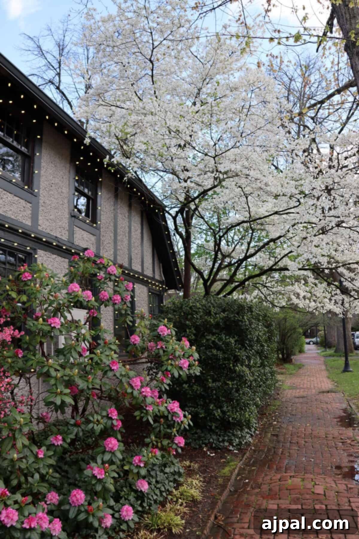 Blooming bushes and trees at Biltmore
