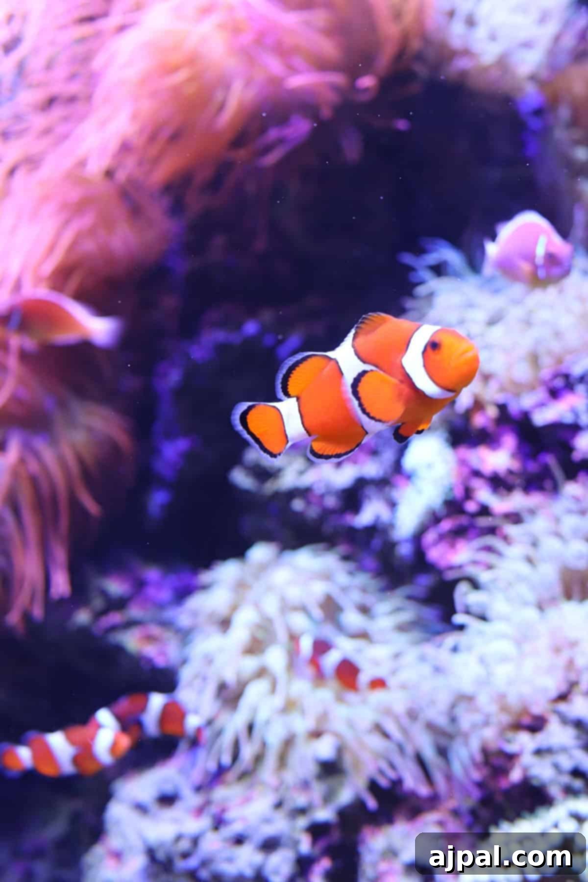 Chattanooga: Your Ultimate Travel Companion 5 Tennessee Aquarium, Chattanooga, Tennessee