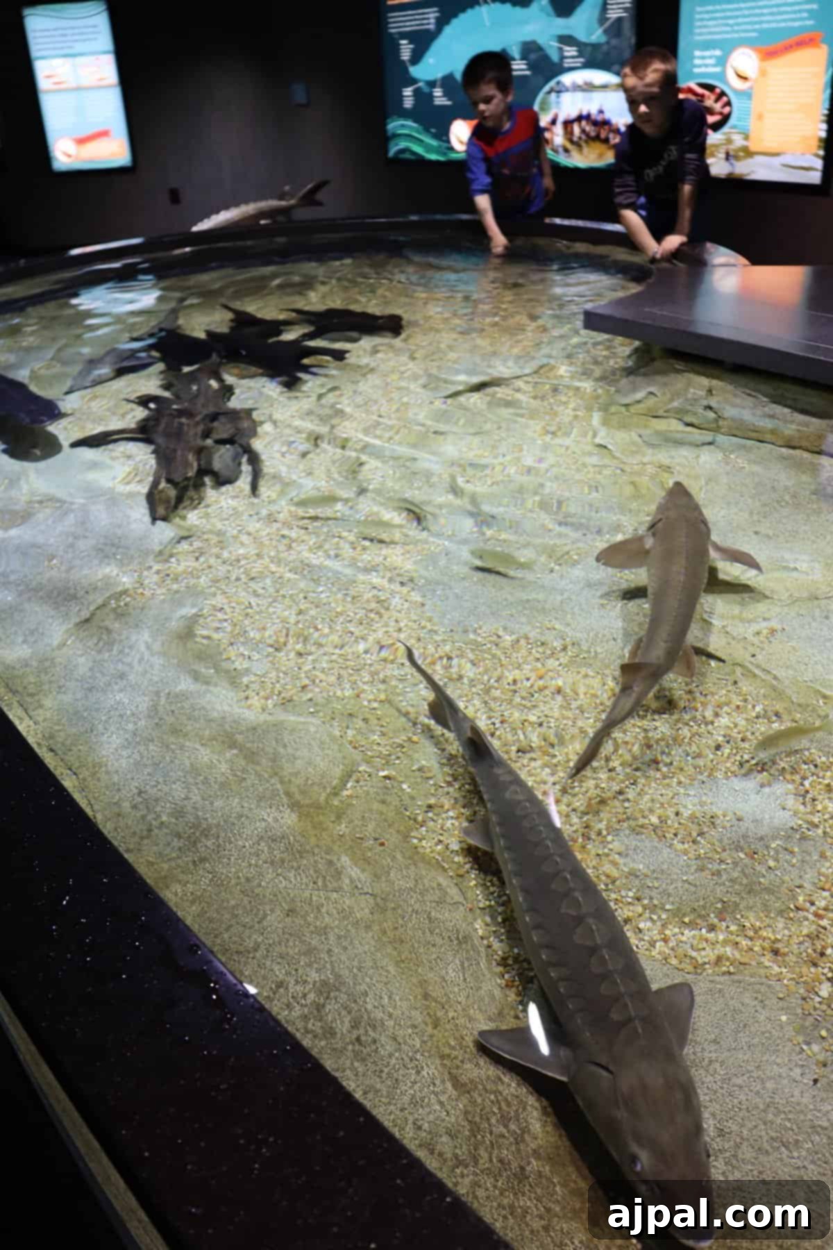 Chattanooga: Your Ultimate Travel Companion 6 Touch pool at the Tennessee Aquarium